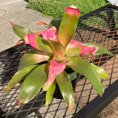 Bromeliad