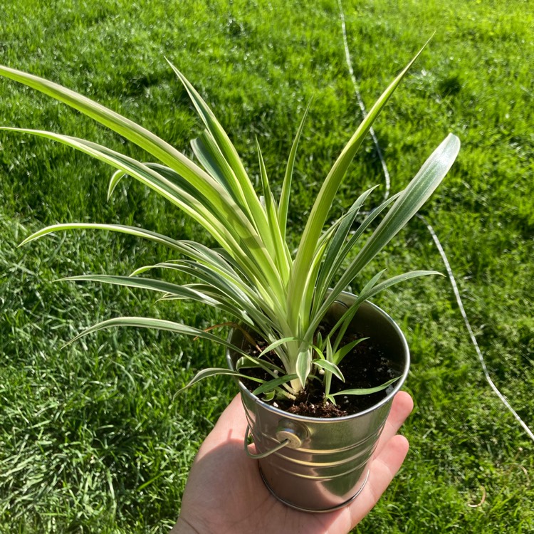 Plant image Chlorophytum comosum 'Ocean'