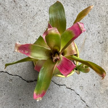 Bromeliad