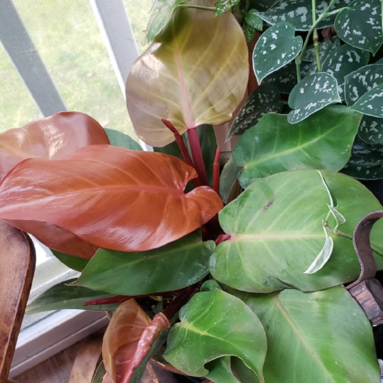 Plant image Philodendron 'McColley's Finale'