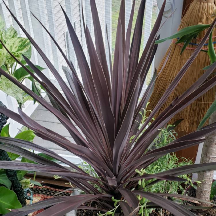 Plant image Cordyline australis 'Torbay Red'