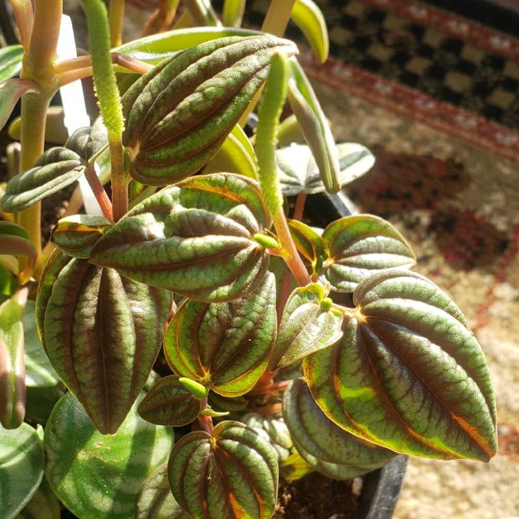 Plant image Peperomia 'Piccolo Banda'