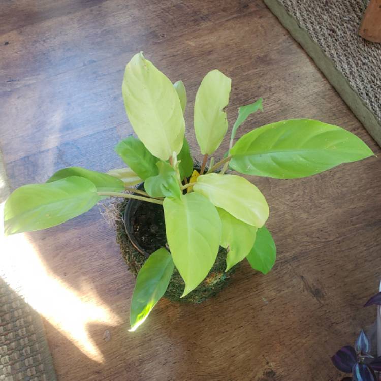 Plant image Philodendron 'Golden Goddess'