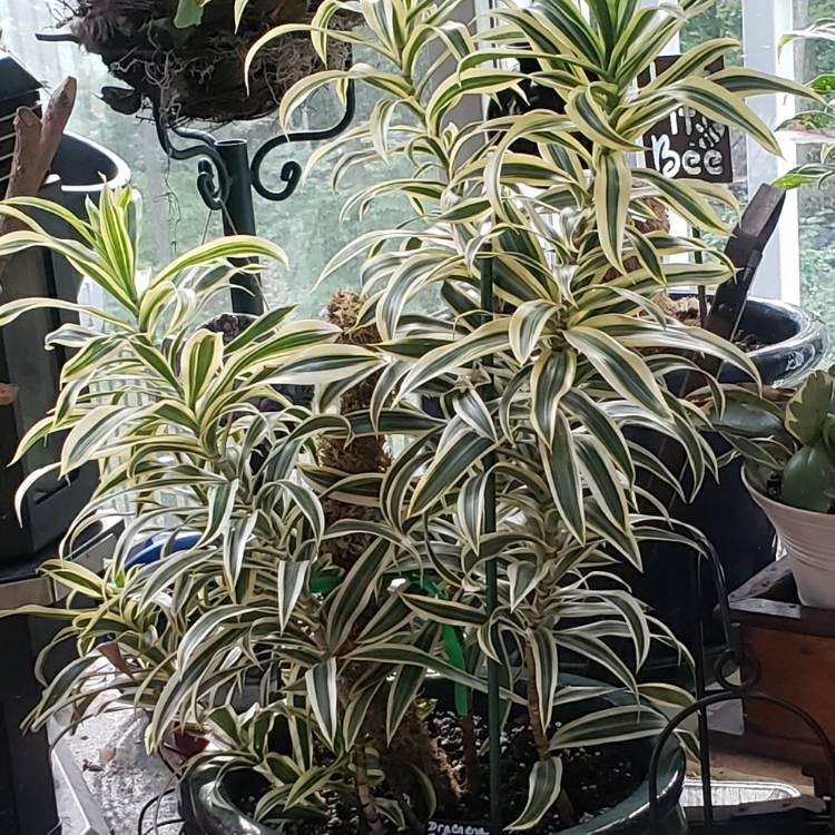 Plant image Dracaena Reflexa 'Variegata'