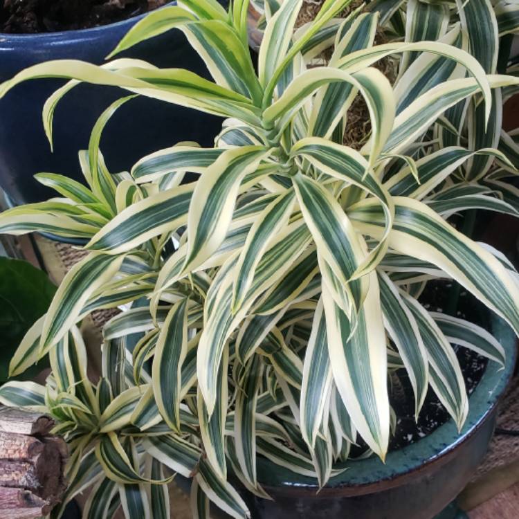 Plant image Dracaena Reflexa 'Variegata'