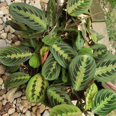 Maranta Leuconeura Var. Erythroneura