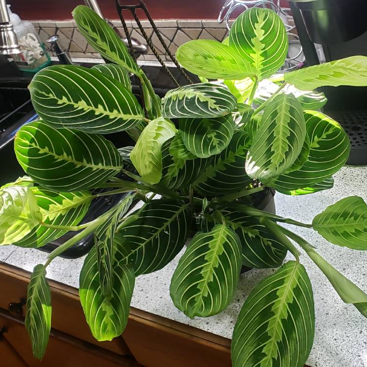 Plant image Maranta Leuconeura var. Erythroneura 'Lemon Lime'