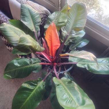 Philodendron 'Prince of Orange' syn. Philodendron 'Orange Prince'