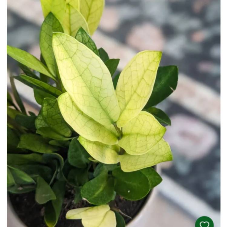 Plant image Zamioculcas Zamiifolia 'Chameleon '