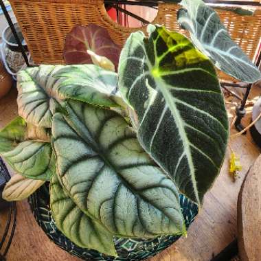 Alocasia sanderiana 'Black Velvet'