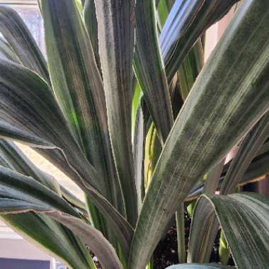 Sansevieria 'Sayuri'