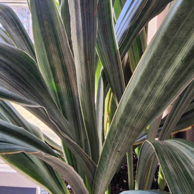 Plant image Sansevieria 'Sayuri'