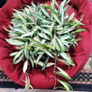 Hoya Wayettii Variegata 