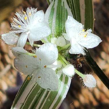 Tradescantia fluminensis 'Albovittata' syn. Tradescantia albiflora 'Albovittata'