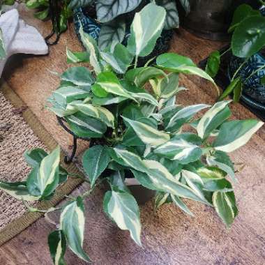 Philodendron Cordatum "Rio"