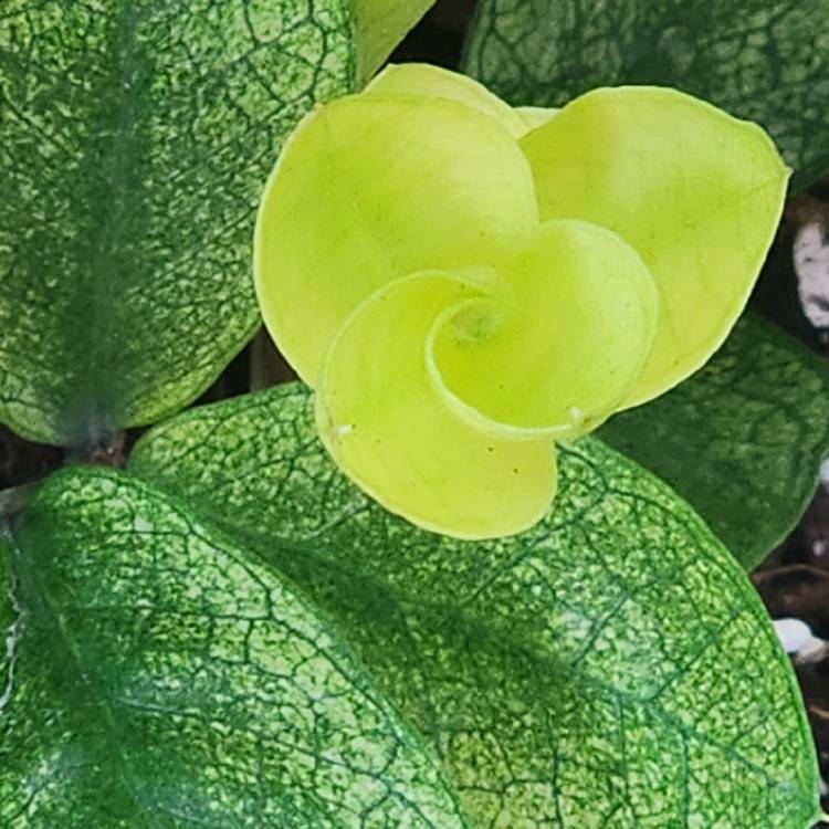 Plant image Zamioculcas Zamiifolia 'Chameleon '