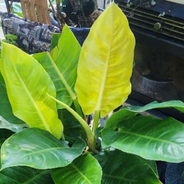 Philodendron 'Moonlight'