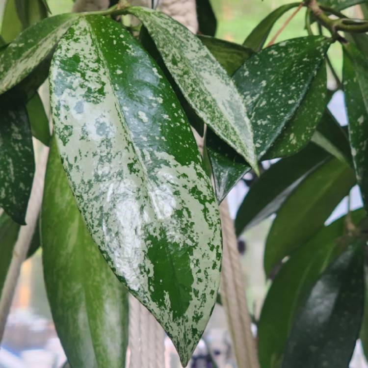 Plant image Hoya Pubicalyx ‘Splash'