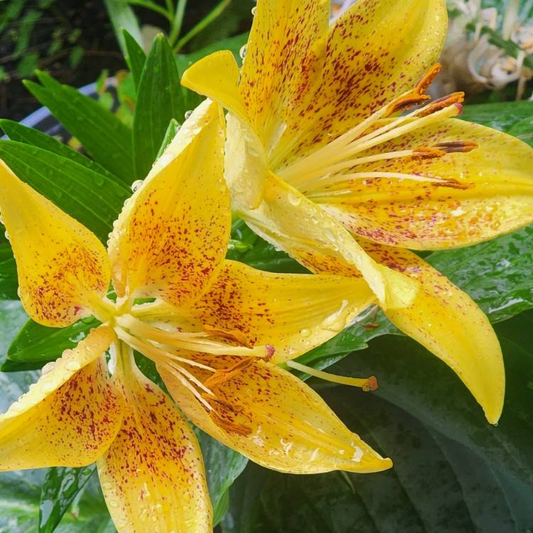 Plant image Lilium 'Pollyanna' syn. Lilium 'Polyanna'