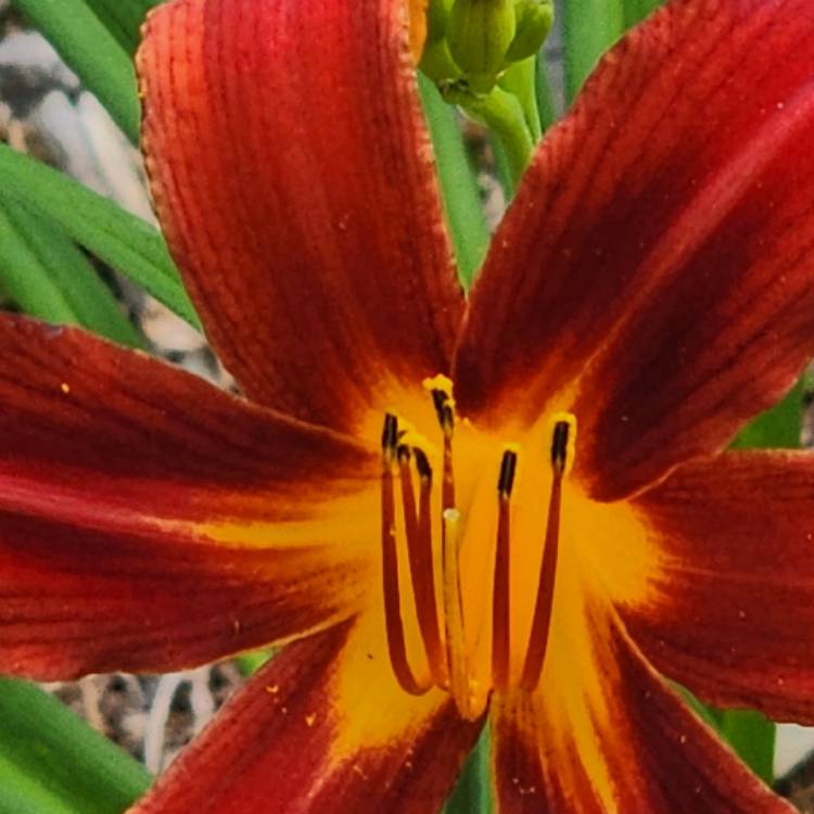 Plant image Hemerocallis 'Ruby Spider'