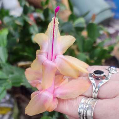 Christmas Cactus