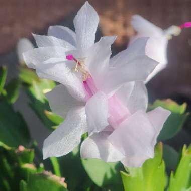 Zygocactus 'Livia'