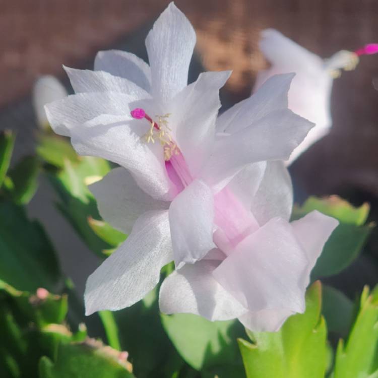 Plant image Schlumbergera truncata Livia