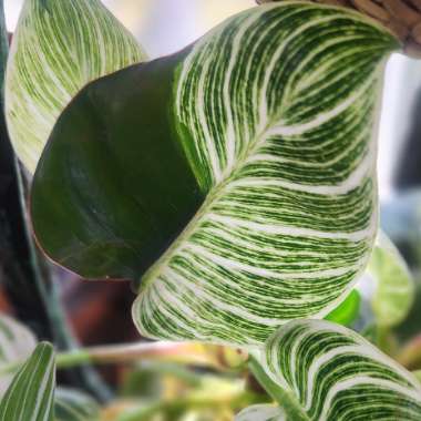 Philodendron Birkin