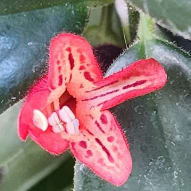 Lipstick Plant 'Mona Lisa'