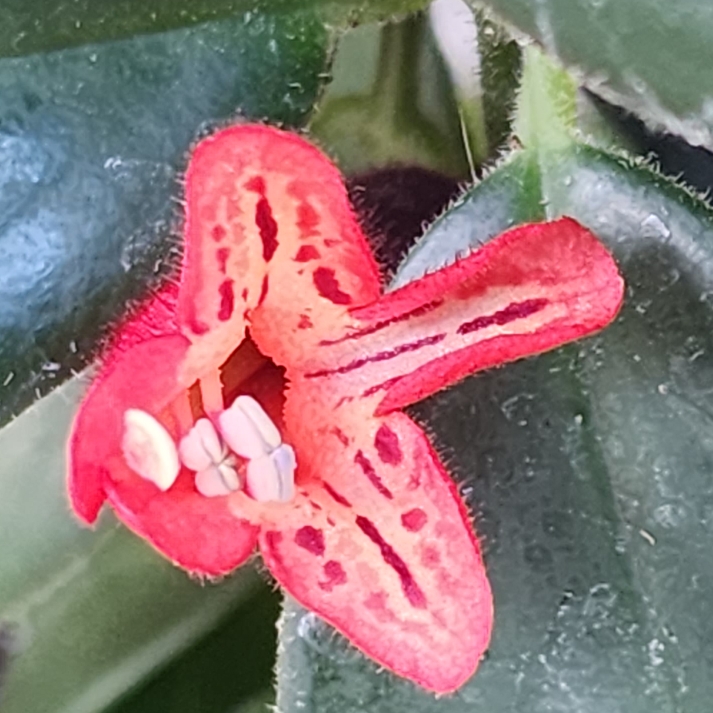 Plant image Aeschynanthus 'Mona Lisa'