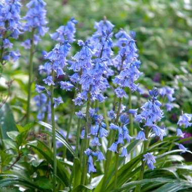 Spanish Bluebell 'Danube'