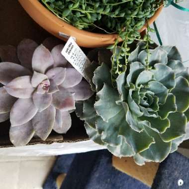 Echeveria Shaviana