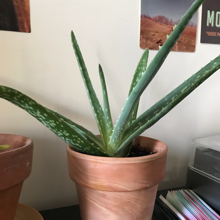 Plant image Aloe Striatula