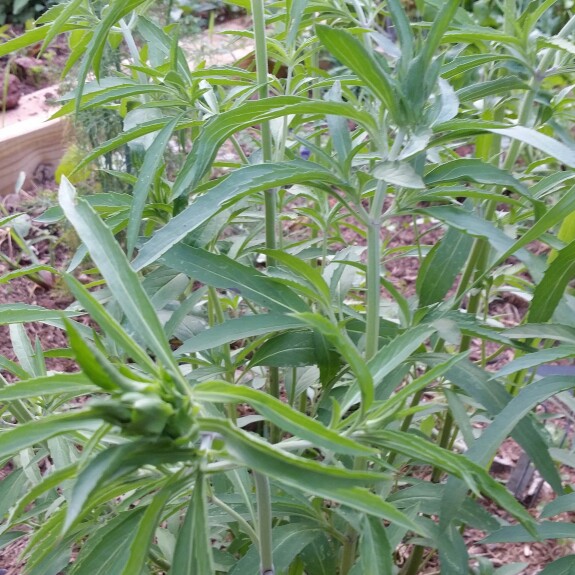 Plant image Artemisia dracunculoides ; syn. Artemisia dracunculoides Pursch