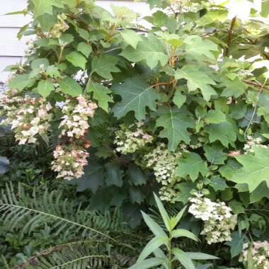 Oak-Leaf Hydrangea