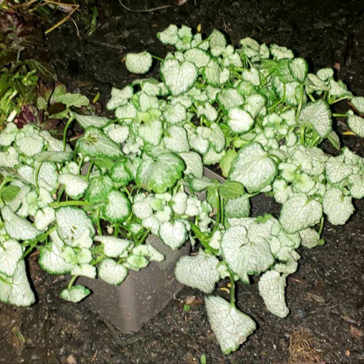 Plant image Lamium Maculatum 'White Nancy'