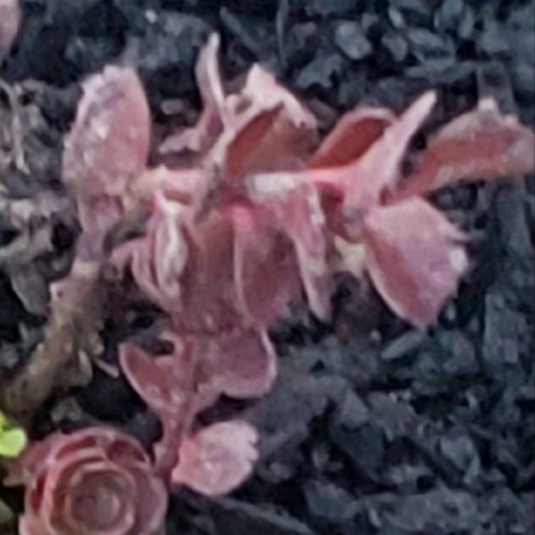 Plant image Sedum spurium 'Schorbuser Blut' 