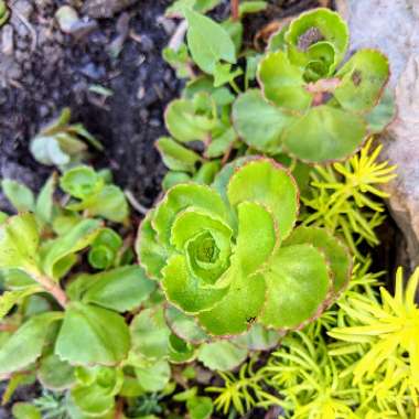 Caucasian Stonecrop