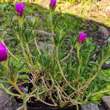 Cooper's Ice Plant