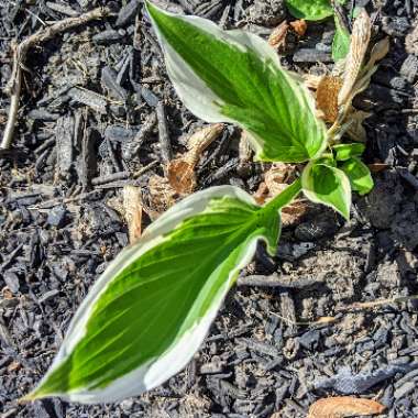 Plantain Lily 'Francee'