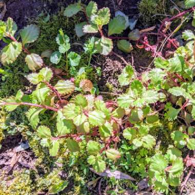 Stonecrop 'Fuldaglut'