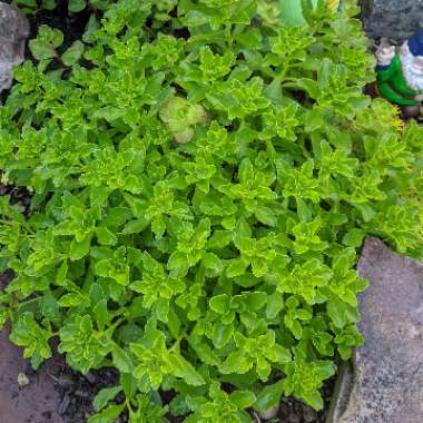 Sedum 'Ellacombianum'