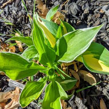 Plantain Lily 'Queen Josephine'