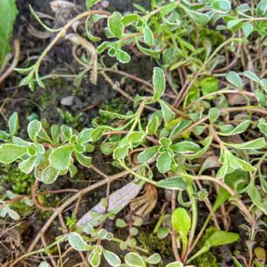 Sedum Spurium 'Tricolor'