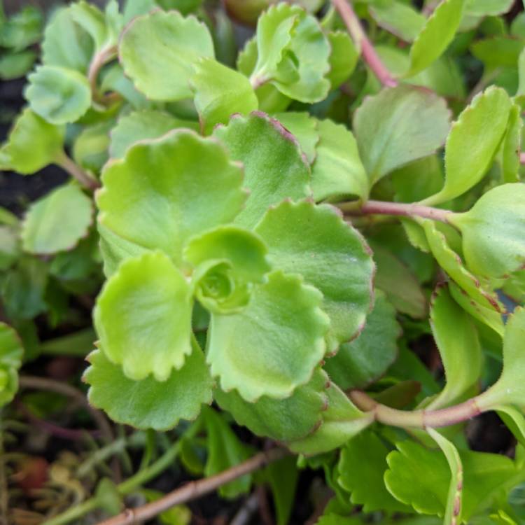 Plant image Sedum Spurium 'Voodoo'