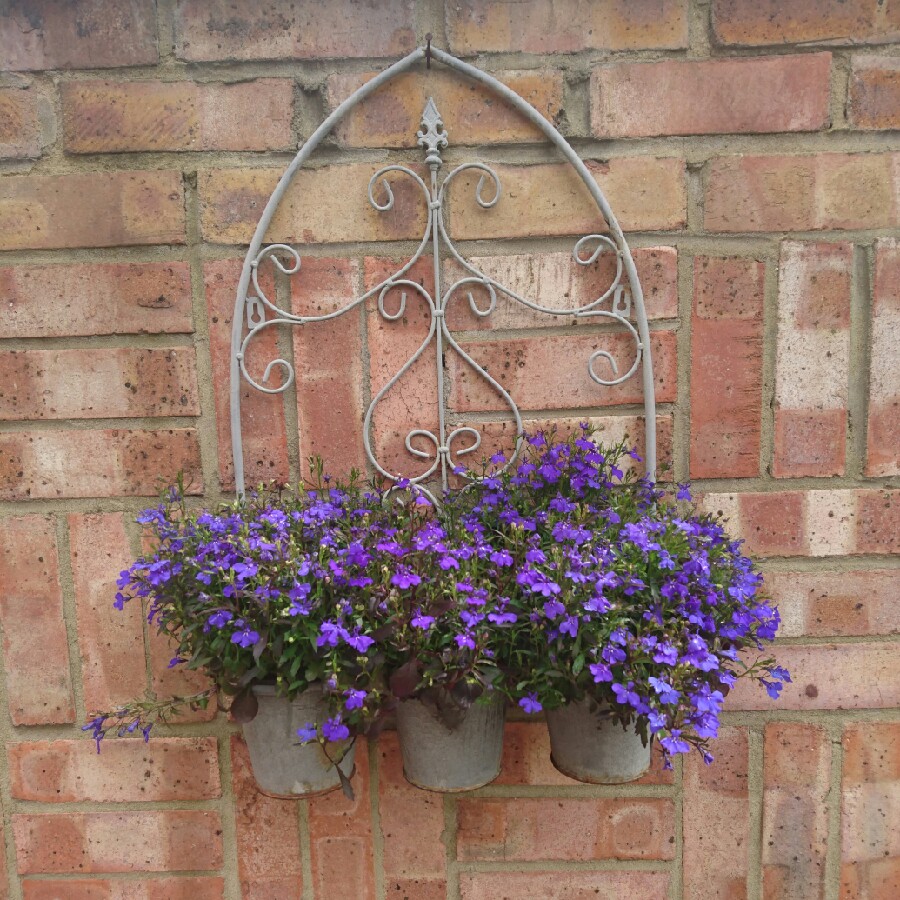 Lobelia 'Blue with Eye Palace'