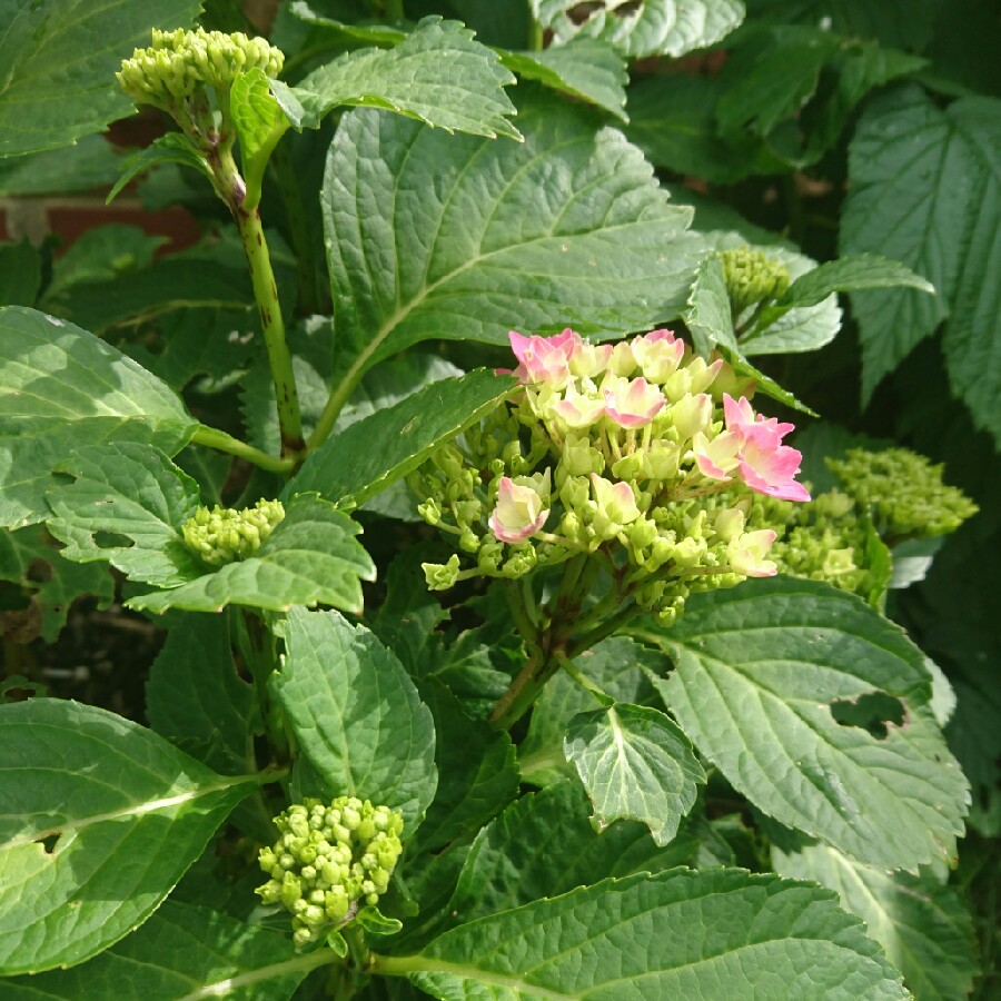 Hydrangea