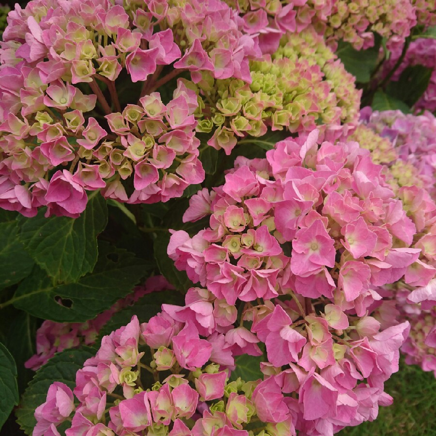 Hydrangea