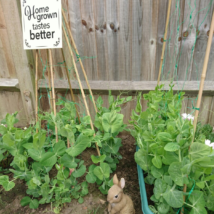 Leanne's garden