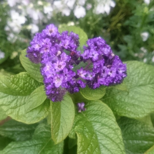 Plant image Heliotropium arborescens 'Marine'